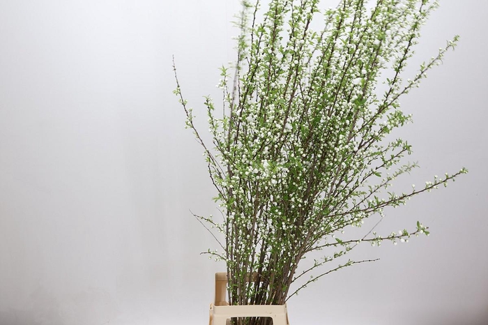 <h4>Prunus Glandulosa Alba Plena Branched</h4>