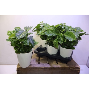 Coffea Arabica In Keramiek