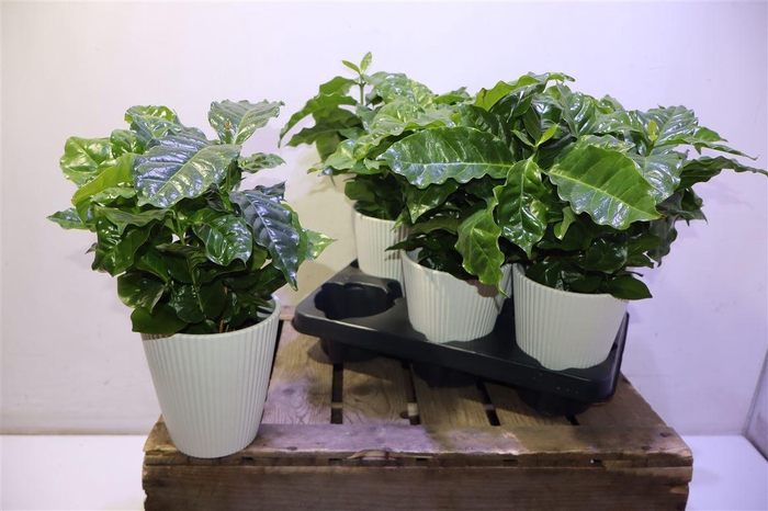 <h4>Coffea Arabica In Keramiek</h4>