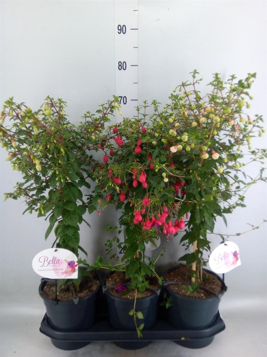 <h4>Fuchsia   ...</h4>