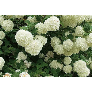 Viburnum overig