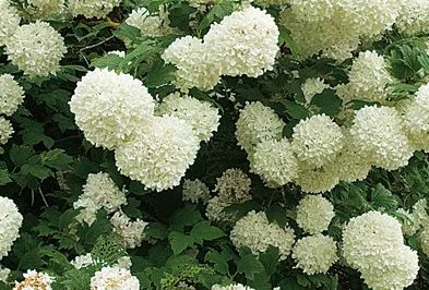 <h4>Viburnum overig</h4>