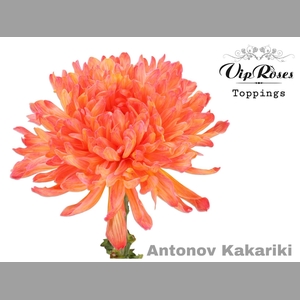 CHR G ANTONOV KAKARIKI