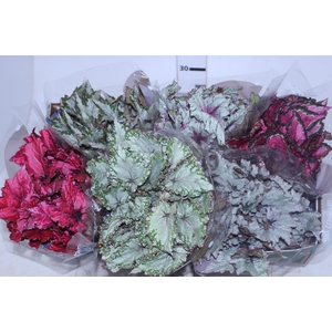 BEGONIA BELEAF P15 PO