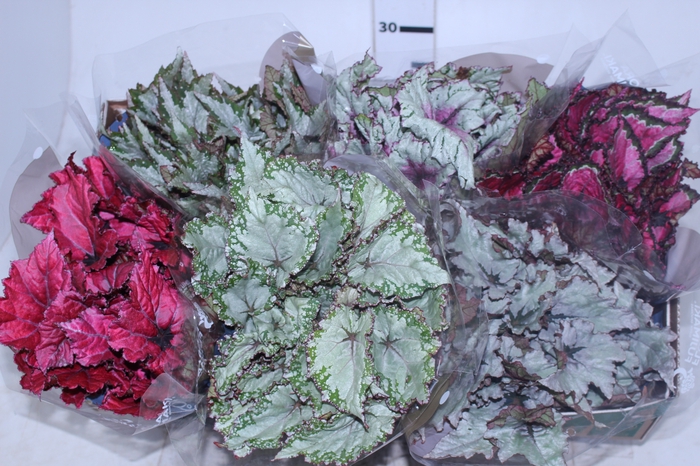 BEGONIA BELEAF P15 PO