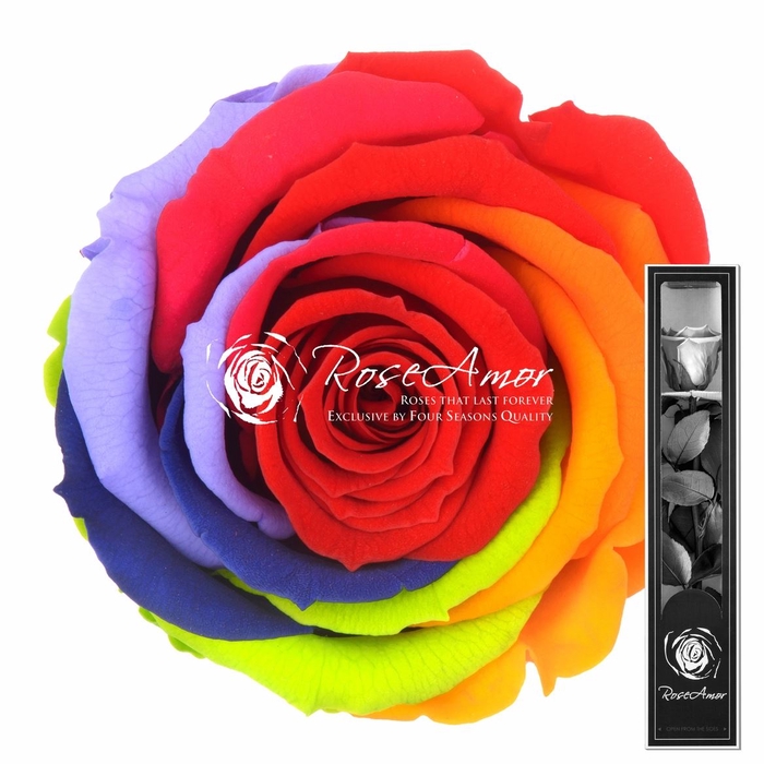 30cm Stem Rainbow Red02