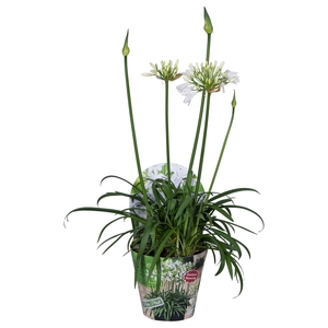 Nolina Agapanthus Ø 17 cm. Summer LoveTM White