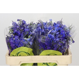 Delph En Belladonna Volkerfrieden Oriental Blue