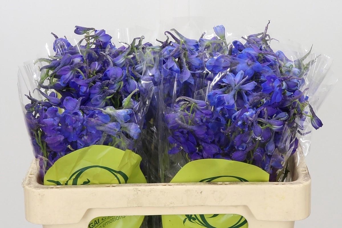 <h4>Delph En Belladonna Volkerfrieden Oriental Blue</h4>