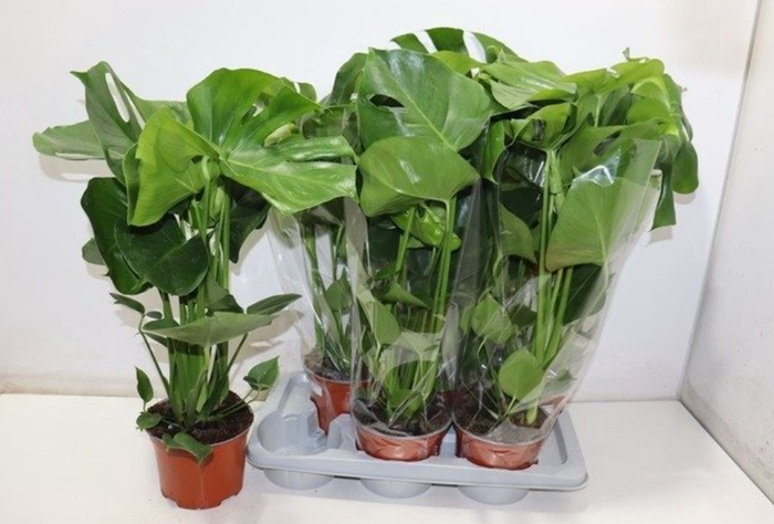 <h4>Monstera deliciosa</h4>