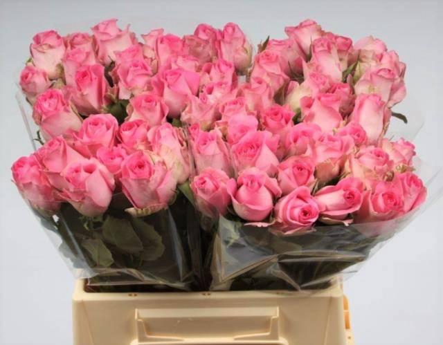 <h4>R GR REVIVAL</h4>