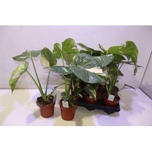 arr8 Monstera Del Thai Co