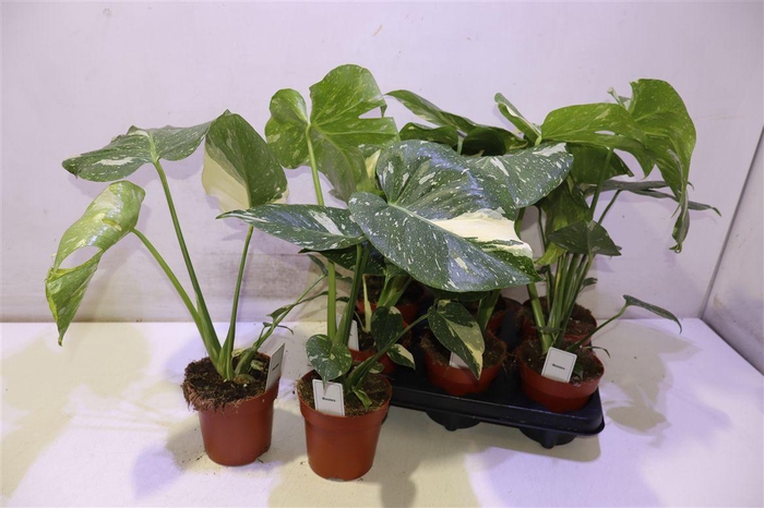 <h4>arr8 Monstera Del Thai Co</h4>