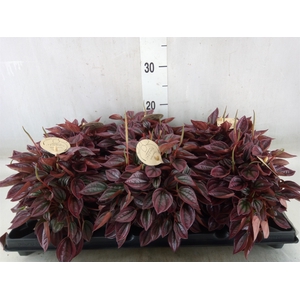 Peperomia