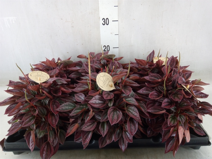 <h4>Peperomia</h4>