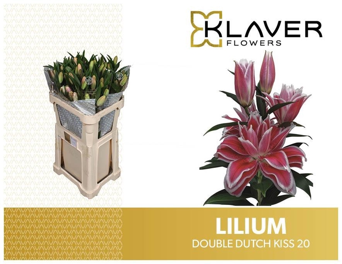 <h4>LI OR DU DD KISS</h4>