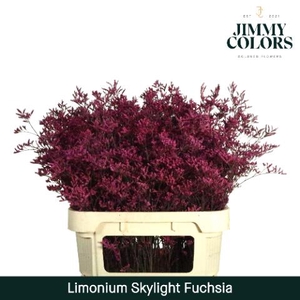 Limonium Skylight L80 Fuchsia