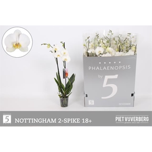 PHAL AN NOTTINGHAM