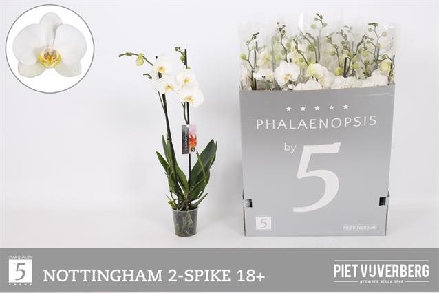 PHAL AN NOTTINGHAM