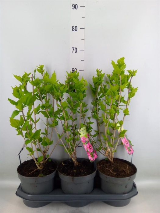 <h4>Hibiscus syriacus</h4>