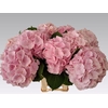Hydrangea verena