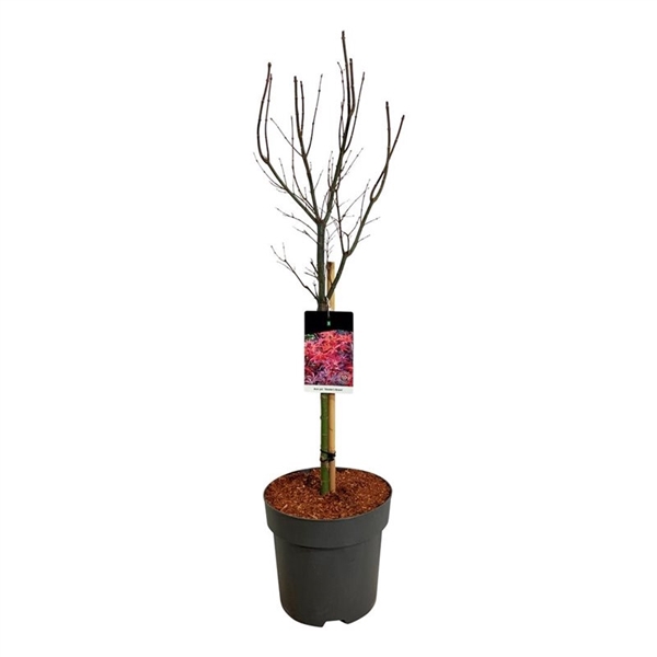 <h4>Acer pal. 'Skeeter's Broom'</h4>