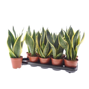 Sansevieria trifasciata Superba 12Ø 35cm