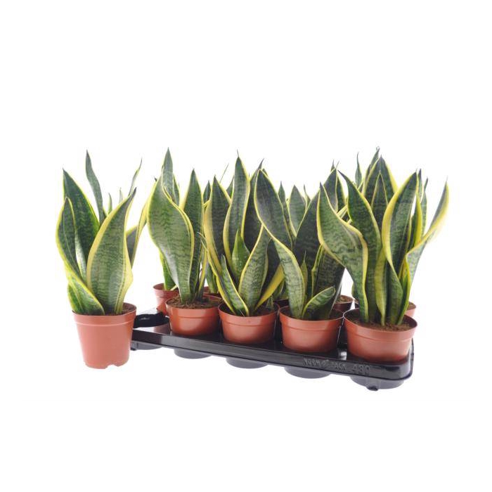 <h4>Sansevieria trifasciata Superba 12Ø 35cm</h4>