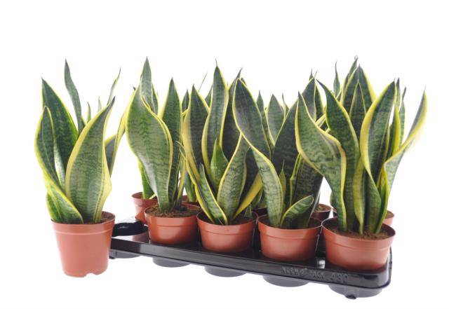 Sansevieria trifasciata Superba 12Ø 35cm