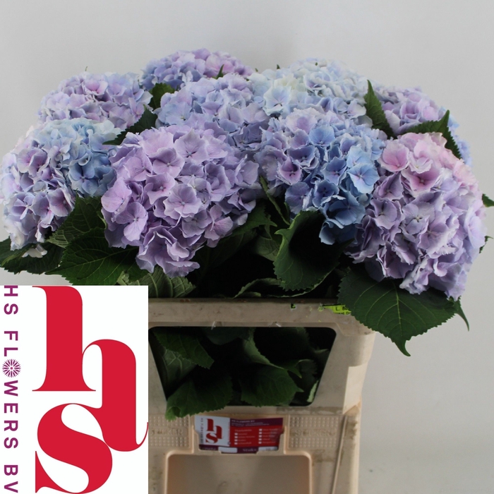 <h4>HYDR M CH VERENA BL</h4>