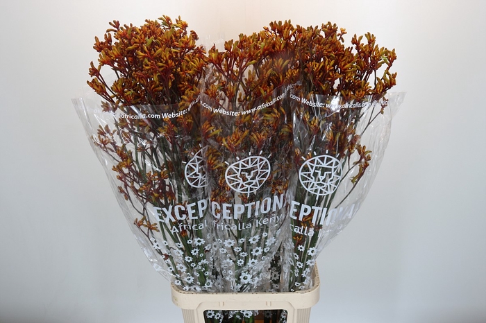 <h4>Anigozanthos Gold Fever</h4>