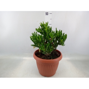 Crassula ovata 'Horn Tree'