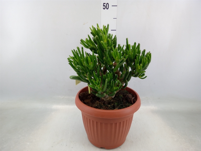 <h4>Crassula ovata 'Horn Tree'</h4>