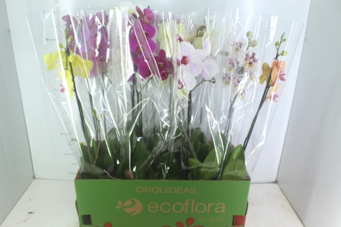 <h4>PHALAENOPSIS MIX P12</h4>