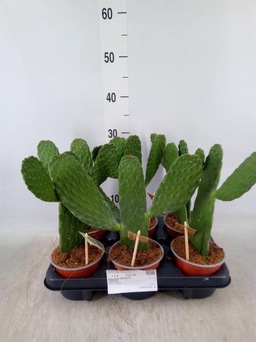 <h4>Opuntia</h4>