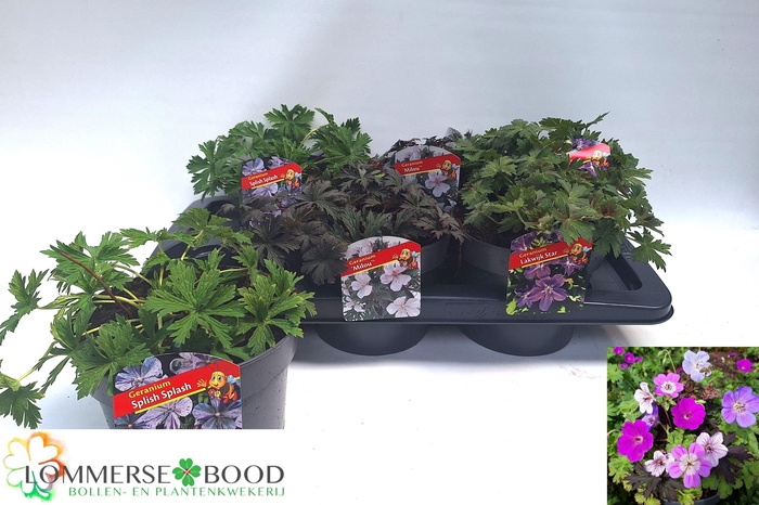 Geranium Overig Mixtray