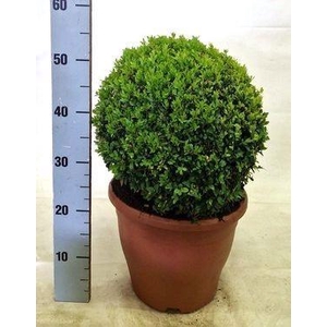 BUXU SEMPERVIRENS
