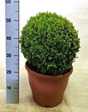 <h4>BUXU SEMPERVIRENS</h4>