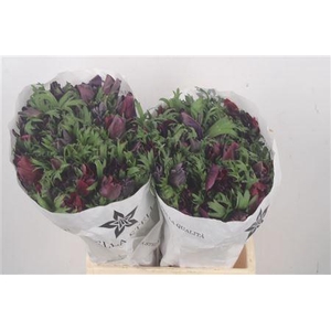 Anemone Mistral Bordeaux