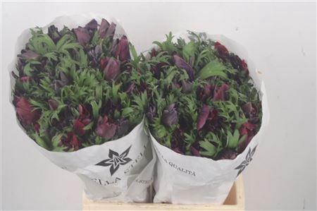 <h4>Anemone Mistral Bordeaux</h4>