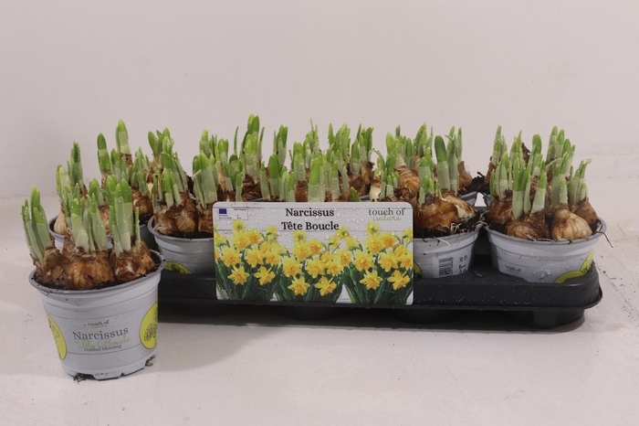 <h4>NARC D TETE BOUCLE</h4>