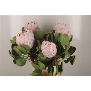 Protea Cynaroides Grande