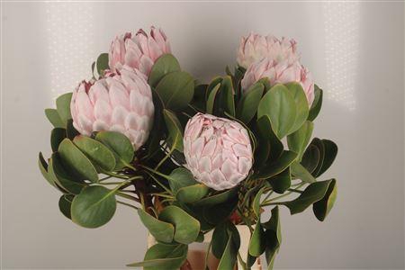 <h4>Protea Cynaroides Grande</h4>