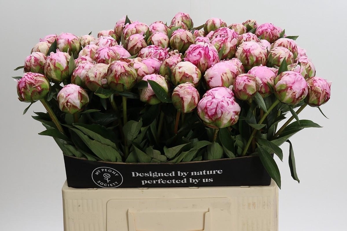 <h4>Paeonia Sarah Bernhardt</h4>