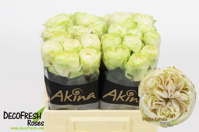 <h4>R Gr White Kahala</h4>