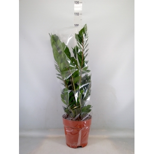 Zamioculcas zamiifolia