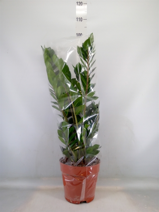 <h4>Zamioculcas zamiifolia</h4>