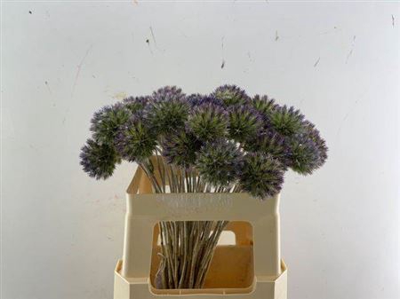 <h4>Eryngium Single 50cm P Stem</h4>