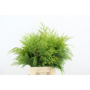 CONIFEER YELLOW PER BUNCH