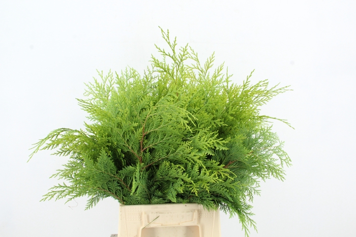 <h4>CONIFEER YELLOW PER BUNCH</h4>